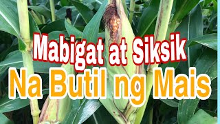 Gawing Mabigat at Siksik ang Butil ng Mais  Making the Seeds of Corn Heavier [upl. by Gnni823]