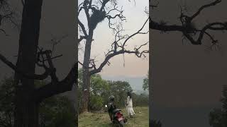 Tum todana dil mera sadsong music alone nature singletree kurthaset [upl. by Yrian358]