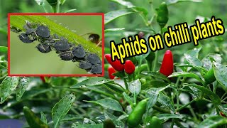 How to get rid of aphids on chilli plants – Remove aphids from chilli plants  Aphid control chilli [upl. by Nyloj504]