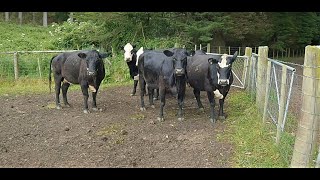 Selling Beef Cows  How much did we make [upl. by Justino745]