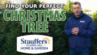 Find Your PERFECT Christmas Tree at Stauffers of Kissel Hill [upl. by Amorita]