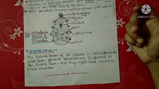 Larval forms of Echinodermata notes  Bsc [upl. by Deraj]