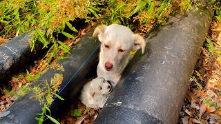 Stray dog mother to avoid passersby takes her puppies into crevices struggling to survive [upl. by Esidnac]