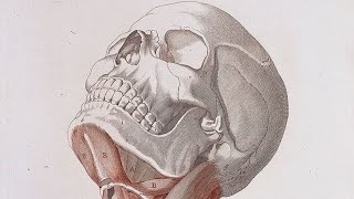 HeadampNeck Anatomy Lec  9 [upl. by Musihc]