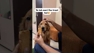 What will my dog choose🤔 Head Massage or Treat😱  Golden Retriever shorts funny dogs [upl. by Adnarrim]