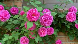 Zephirine Drouhin rose bush [upl. by Romina]