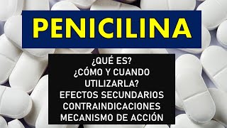 🔴 PENICILINA  Cómo y cuándo debemos administrarla Efectos secundarios Contraindicaciones y MÁS [upl. by Stodder]