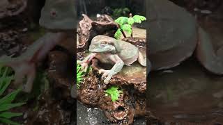 Green Tree Frog VS Superworm [upl. by Finbar405]