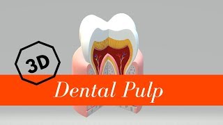 Dental Pulp [upl. by Anatlus]