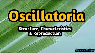 Oscillatoria  Structure amp Reproduction  BSMSBotany  Urdu amp Hindi [upl. by Seidel]