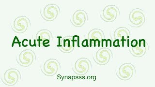 Acute Inflammation Inflammation Pathology margination rolling adhesion chemotaxis phagocytosis [upl. by Ocsinarf]