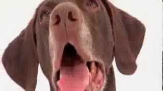 dogs 101  german shorthaired pointer [upl. by Maxi]