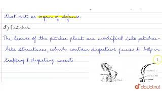 How do the various leaf modifications help plants  11  MORPHOLOGY OF FLOWERING PLANTS  BIO [upl. by Lipp377]