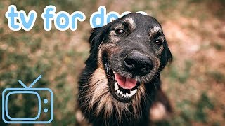 TV for Dogs 8 HOURS of Fun Entertainment for Bored Dogs  Music NEW [upl. by Aehcim]