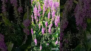 Lythrum Salicaria Plant Purple Loosestrife botanic lythrum plant flowers βότανο salicaria [upl. by Nirek]