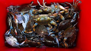 CATCH AND COOK LOUISIANA BLUE CRAB Hackberry LA [upl. by Pammi110]