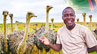 Inside a LUCRATIVE Ostrich Farm in Zambia [upl. by Fergus]