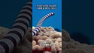 세상에서 가장 무서운 뱀 Top 10  1위 Belchers Sea Snake 벨처 바다뱀 [upl. by Tergram]