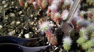 How to repot a small cactus Propagation [upl. by Marika67]