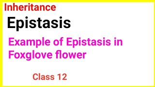 Dominant epistasisExample of Dominant epistasisFoxglove flower epistasis foxglove [upl. by Napra]