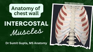 INTERCOSTAL MUSCLES ANATOMY [upl. by Sotnas]