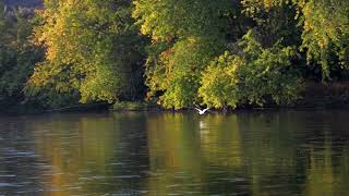 Nature Yakima River Richland WA [upl. by Alenas723]