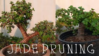 Jade Portulacaria Afra Plant Little Pruning For Bushy Bonsai Look 12 year old 4 year old Bonsai [upl. by Otrebire624]