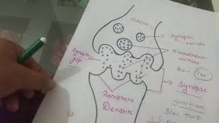 Easy way to learn Steps of Neurohumoral transmission bpharmacy dpharmacy onlineclasses gpat [upl. by Delphine342]