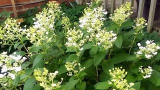 Garden Tips  PANICLE HYDRANGEA PANICULATA GREAT [upl. by Liebermann]