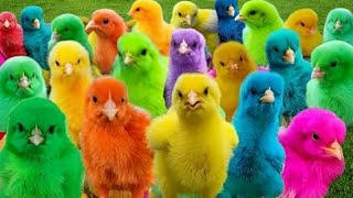 Catch Cute Chicks Colorful Chickens Rainbow Chicks Beautiful Chicks Pink Green Yellow 28 [upl. by Aneehs]