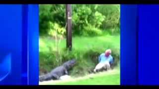 Alligator Bites Man US scientist in Ditch 2012 North Carolina [upl. by Enrak]