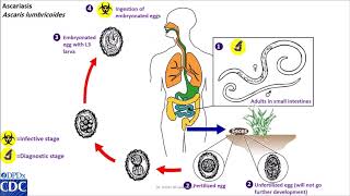 Ascaris lumbricoides life cycle [upl. by Fini]