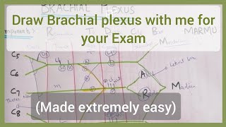 Brachial Plexus Made Extremely Easy How to Draw Brachial Plexus USMLE STEP 1 [upl. by Scrivenor]