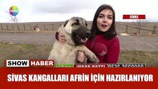 Sivas Kangalları Afrin için hazırlanıyor [upl. by Brunn]