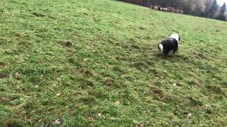 Sheep herding with bearded collie Einstein  taking sheep out of roundpen which is further away [upl. by Phyllida]