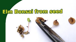 Recognizing and germinating Elm seeds  Start bonsai from Seed [upl. by Haskel]