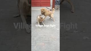 Village Dog Fight shorts shortsfeed doglover dogfights pets [upl. by Gottfried]