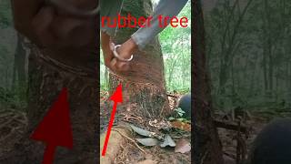 how is rubber made from trees2024🌲👍rubbertree [upl. by Esiralc]