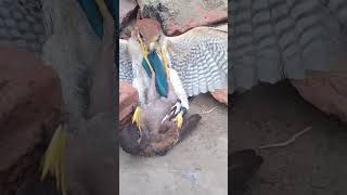 Strong Home Bird birds hunting wildlife attack animals eagle hawk shorts falcons [upl. by Ahsemik173]