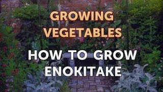 How to Grow Enokitake [upl. by Theone716]