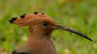 Hoopoe Bird  Beautiful Bird with Sound  4K Video [upl. by Marice]