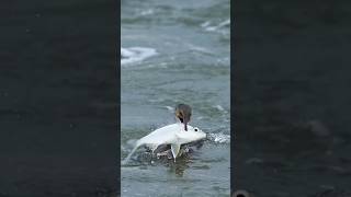 Cormorant struggles with huge fish Will it swallow the fish or will the fish survive another day [upl. by Sallad]