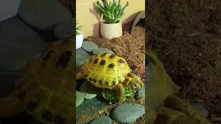 Trunky the Horsefield Tortoise happy day veronikakoleva2372 shorts happy pets positivevibes [upl. by Phipps894]