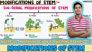 Morphology of Flowering Plants Lec 7 Modifications of Stem Class 11 NEET Neetology [upl. by Dalury]