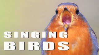 SINGING BIRDS [upl. by Negyam]