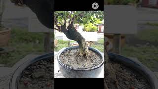 BONSAI HOKKIEN TEA [upl. by Odnomar]