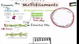 Cytoskeleton part2 197 القصر العيني [upl. by Eire]