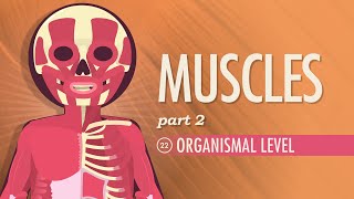 Muscles Part 2  Organismal Level Crash Course Anatomy amp Physiology 22 [upl. by Nollid736]