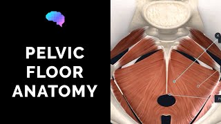 Pelvic Floor Anatomy 3D Anatomy Tutorial  UKMLA  CPSA [upl. by Joleen]