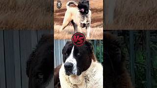 KANGAL 🆚 ☠️ ALABAI PITBULL 🆚 DOGO ARGENTINO DOGO ARGENTINO 🆚 KANGAL DOG FIGHT viral shorts [upl. by Evangelist223]